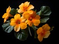 crossandra flower in studio background, single crossandra flower, Beautiful flower, ai generated image