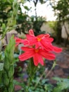 Crossandra flowers in garden