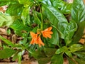 Orange crossandra flower