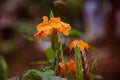 Crossandra infundibuliformis / firecracker flower