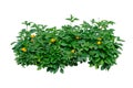 Crossandra infundibuliformis (Firecracker Flower),The Herb Plant, Bush