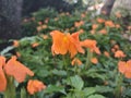 Crossandra Infundibuliformis Firecracker Flowers in Garden