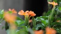 Crossandra infundibuliformis, Kanakambaram flower, footage...