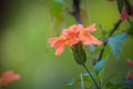 Crossandra infundibuliformis Kanakambaram South India