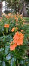 Crossandra the orange marmalade flower of srilanka