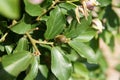 Crossberry, Grewia occidentalis