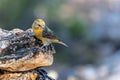 Crossbill or Loxia curvirostra, perched on a rock. Royalty Free Stock Photo