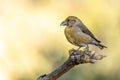 Crossbill or Loxia curvirostra, perched on a twig. Royalty Free Stock Photo