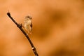 Crossbill or Loxia curvirostra, perched on a twig. Royalty Free Stock Photo