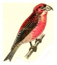 Crossbill, vintage engraving