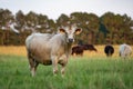 Crossbred beef cattle herd in pasture