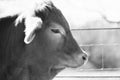 Crossbred brahman calf face close up