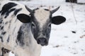 Crossbred brahman calf in snowy farm field