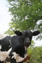 Beef bull calf for hybrid vigor Royalty Free Stock Photo