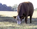 Crossbred cow grazing