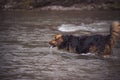 Crossbred dog in a river