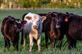 Crossbred heifers in pasture Royalty Free Stock Photo