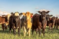 Crossbred heifers in pasture Royalty Free Stock Photo