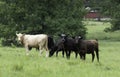 Crossbred heifers in the rain Royalty Free Stock Photo