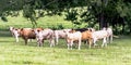 Crossbred heifers in a southern pasture Royalty Free Stock Photo