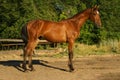 A crossbred Trakehner foal Royalty Free Stock Photo