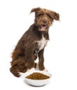 Crossbreed, 5 months old, sitting behind a bowl full of dog food