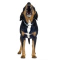 Crossbreed Beagle and Rottweiler (6 years)