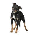 Crossbreed Beauceron (18 months) Royalty Free Stock Photo
