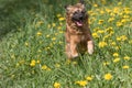 Crossbreed brown dog in a jump running at the blossoming dandelion meadow. Royalty Free Stock Photo