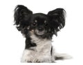 Crossbreed dog Royalty Free Stock Photo