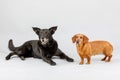 Crossbreed dog and Dachshund, best friends