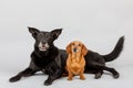 Crossbreed dog and Dachshund, best friends