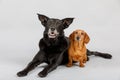 Crossbreed dog and Dachshund, best friends