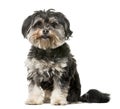 Crossbreed dog in front of a white background Royalty Free Stock Photo