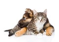 Crossbreed dog hugging tabby cat. isolated on white background Royalty Free Stock Photo