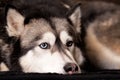 Crossbreed dog between husky and malamut Royalty Free Stock Photo