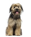 Crossbreed dog (7 months old) Royalty Free Stock Photo