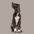 Crossbreed dog puppy sitting on a brown background