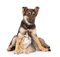 Crossbreed dog and small tabby cat. isolated on white background