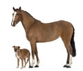 Crossbreed dog standing next to a Female Andalusian, 3 years old, also known as the Pure Spanish Horse or PRE