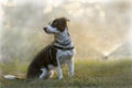 Crossbreed dog during sunset in grass.