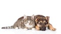 Crossbreed dog and tabby cat lying in front