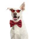 Crossbreed dog wearing glasses and a bow tie Royalty Free Stock Photo