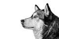 Crossbreed husky and malamut attentive Royalty Free Stock Photo