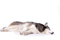 Crossbreed husky and malamut laying on the floor Royalty Free Stock Photo