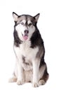 Crossbreed husky and malamut looking happy Royalty Free Stock Photo