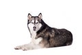 Crossbreed husky and malamut looking at you Royalty Free Stock Photo