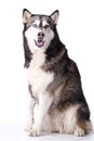 Crossbreed husky and malamut paying attention Royalty Free Stock Photo
