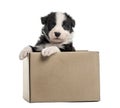 Crossbreed puppy getting out of a box isolated on white