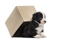 Crossbreed puppy getting out of a box isolated on white